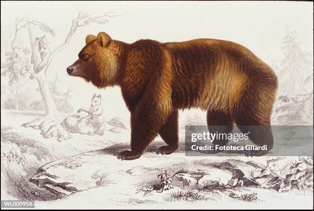 grizzly bear - colour manipulation stock illustrations