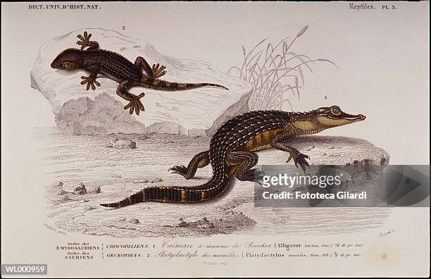 ilustrações, clipart, desenhos animados e ícones de crocodiles - cor isolada