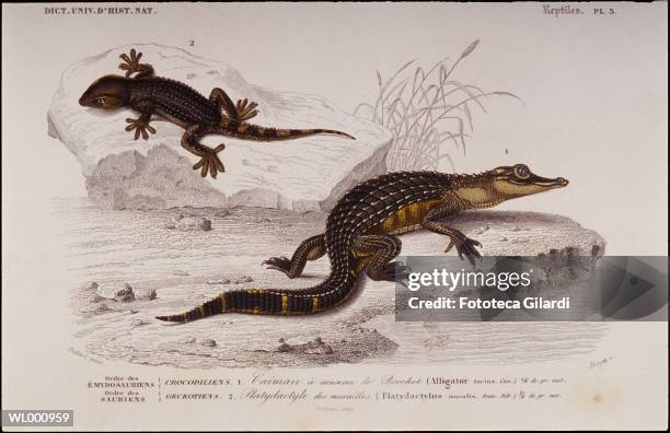 crocodiles - false colored stock illustrations