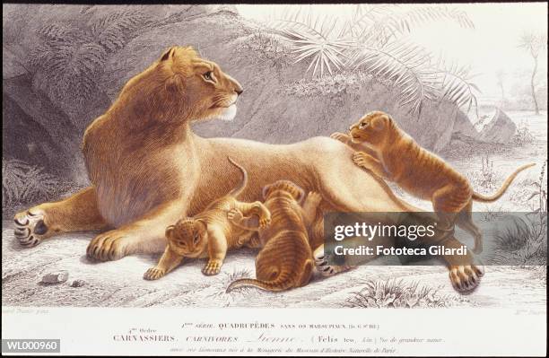 ilustraciones, imágenes clip art, dibujos animados e iconos de stock de lioness and cubs - isolated colour