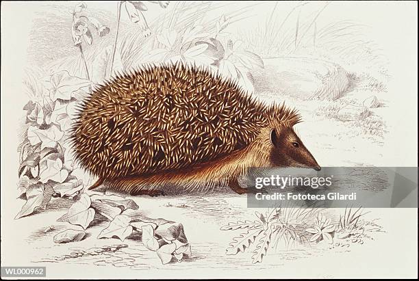 illustrations, cliparts, dessins animés et icônes de hedgehog - isolated color