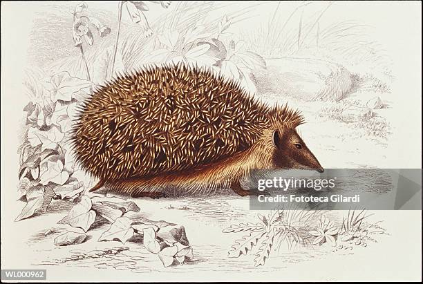 stockillustraties, clipart, cartoons en iconen met hedgehog - kleurcorrectie