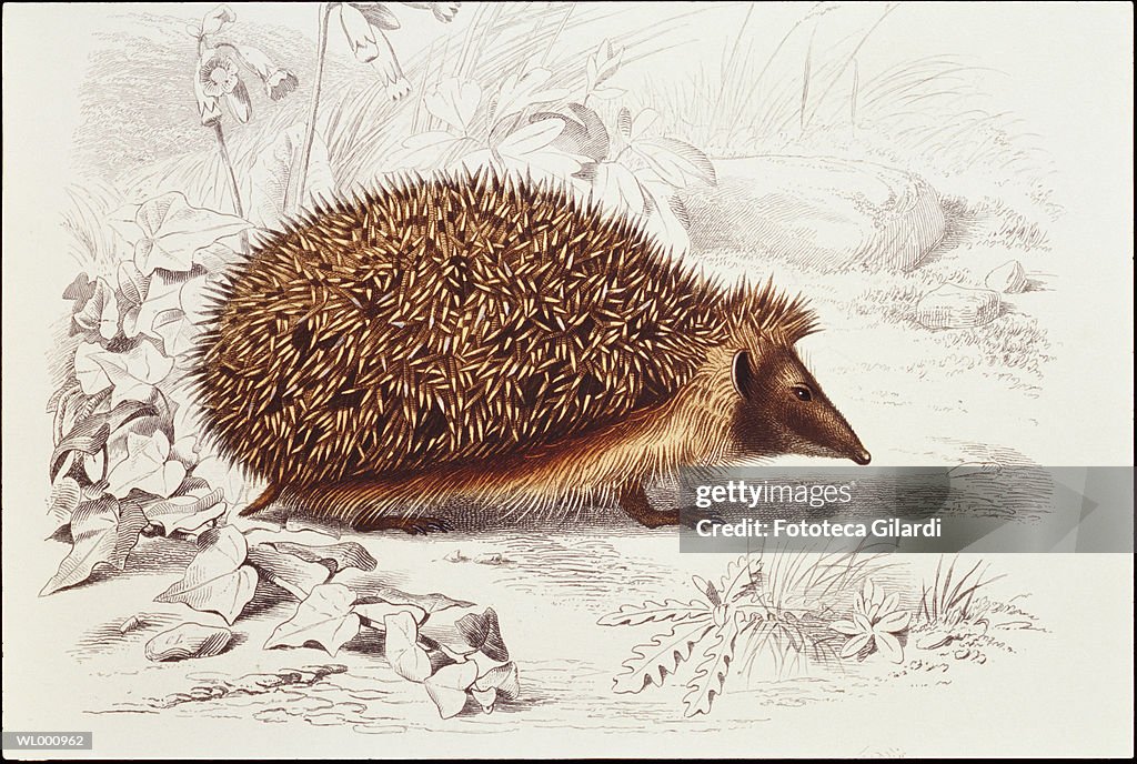 Hedgehog