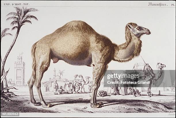 Camel