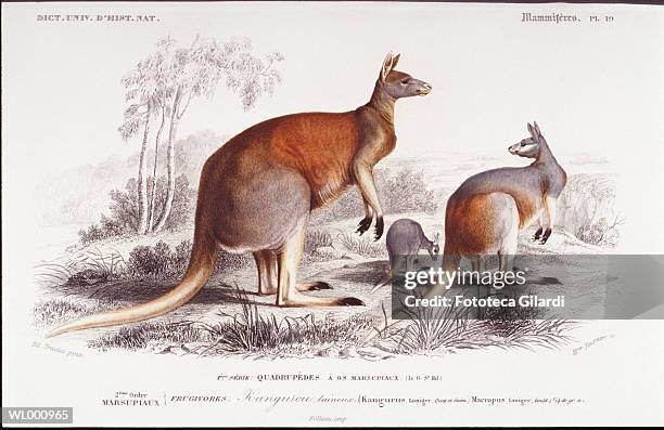 Kangaroos