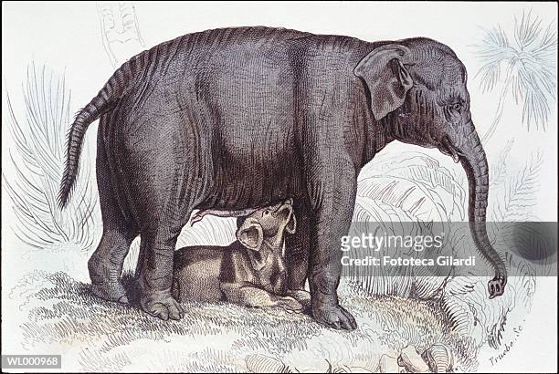 elephant with baby - isolated color stock-grafiken, -clipart, -cartoons und -symbole