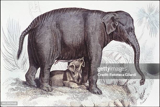 elephant with baby - false colored stock illustrations