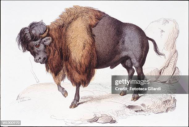 Bison