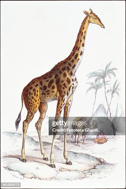 giraffe - tierhals stock-grafiken, -clipart, -cartoons und -symbole