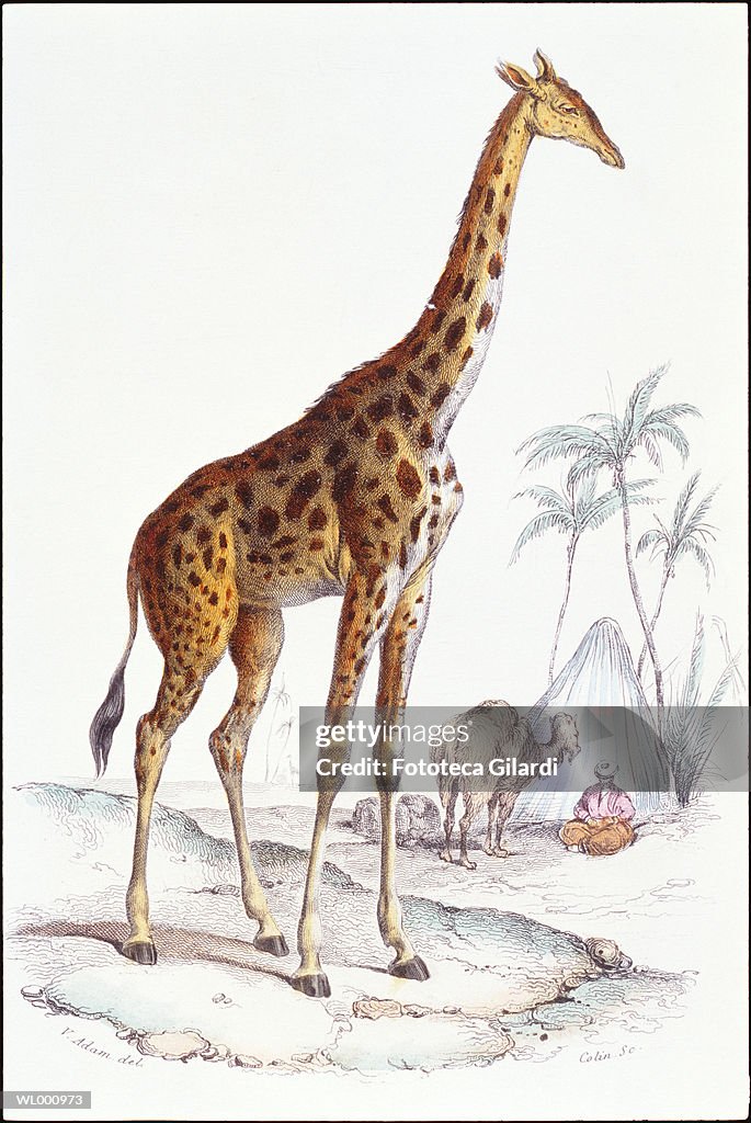 Giraffe