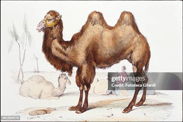 camel - hump stock illustrations