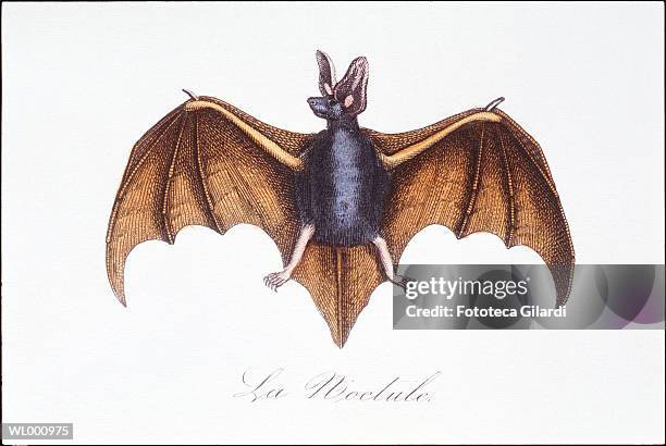 bat - gilardi stock illustrations