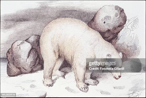 ilustraciones, imágenes clip art, dibujos animados e iconos de stock de polar bear - estados de agua