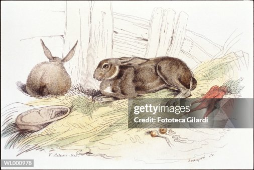 Rabbits Rabbits