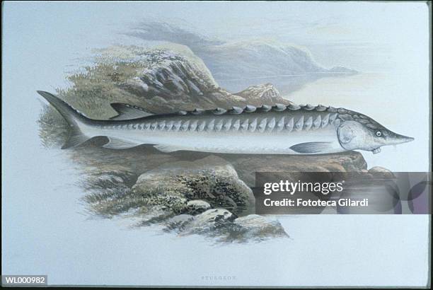 Sturgeon