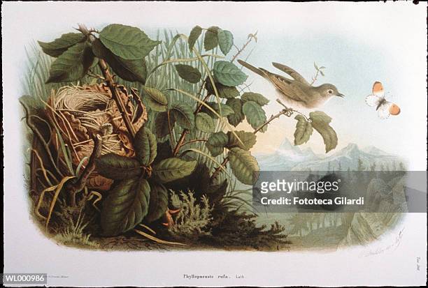 bird in brush with nest - gilardi stock illustrations