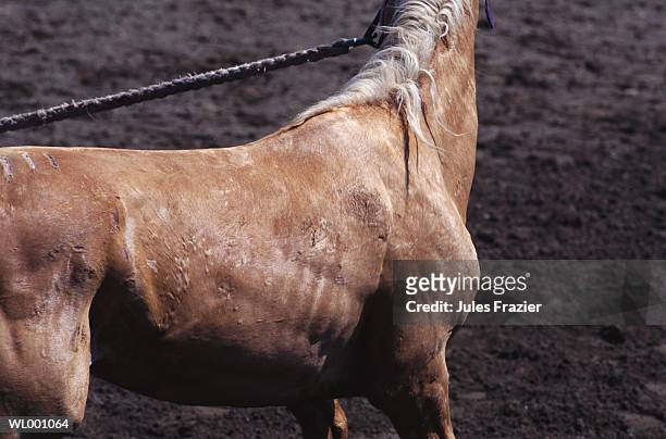 horse and rope - arbetsdjur bildbanksfoton och bilder