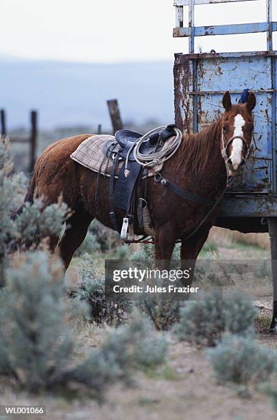 standing horse with saddle - paardrijbenodigdheden stockfoto's en -beelden