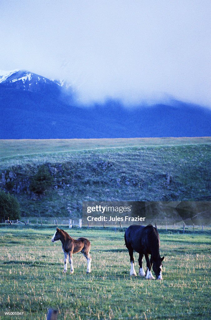 Montana