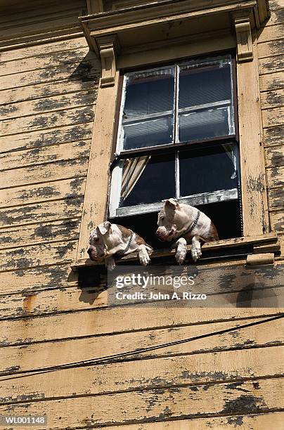 dogs at window - a stock pictures, royalty-free photos & images