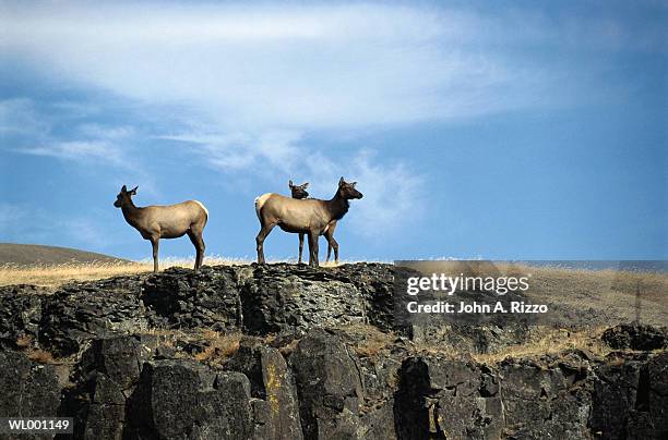 elk - a stock pictures, royalty-free photos & images