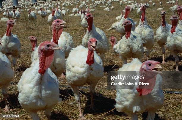 turkeys - a stock pictures, royalty-free photos & images