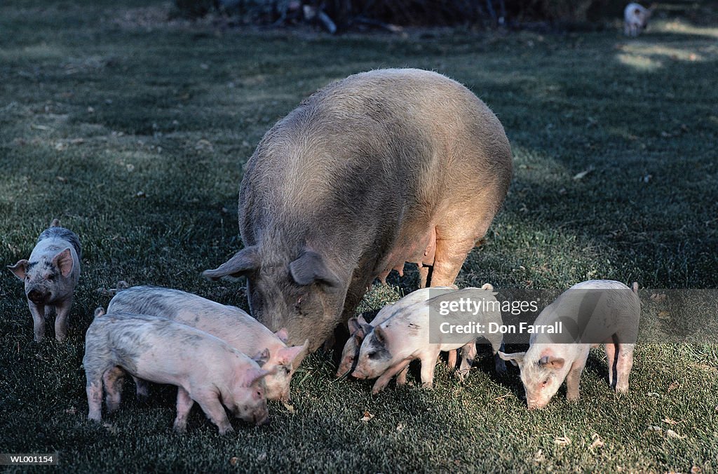 Pig and Piglets