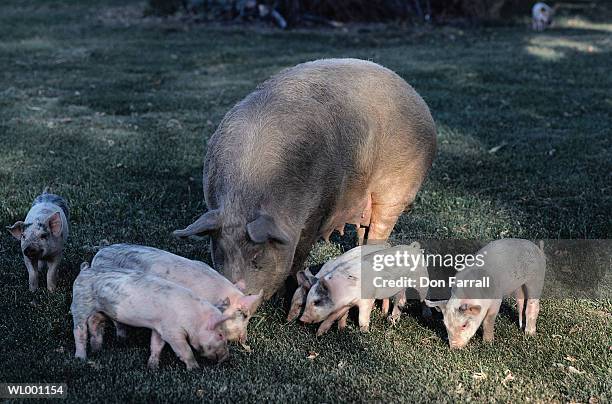 pig and piglets - don farrall stock pictures, royalty-free photos & images