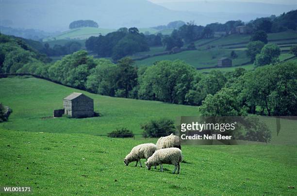 sheep on yorkshire dales - the lady garden gala hosted by chopard in aid of silent no more gynaecological cancer fund cancer research uk stockfoto's en -beelden