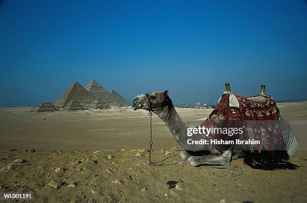 camel and pyramids - parte posterior del animal fotografías e imágenes de stock