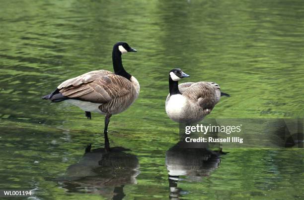 canada geese - los angeles missions end of summer block party time to enjoy being a kid stockfoto's en -beelden