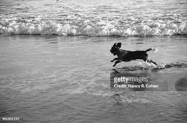 running dog at beach - pharrell williams of n e r d sighting in new york ctiy stockfoto's en -beelden