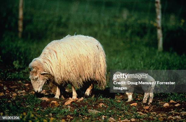 sheep and lamb - doug stock pictures, royalty-free photos & images