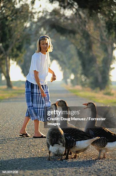 woman feeding geese - only mid adult women stockfoto's en -beelden