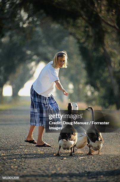 woman feeding geese - only mid adult women stock pictures, royalty-free photos & images