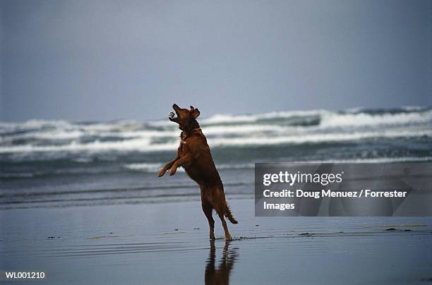 dog catching baseball - doug stock pictures, royalty-free photos & images