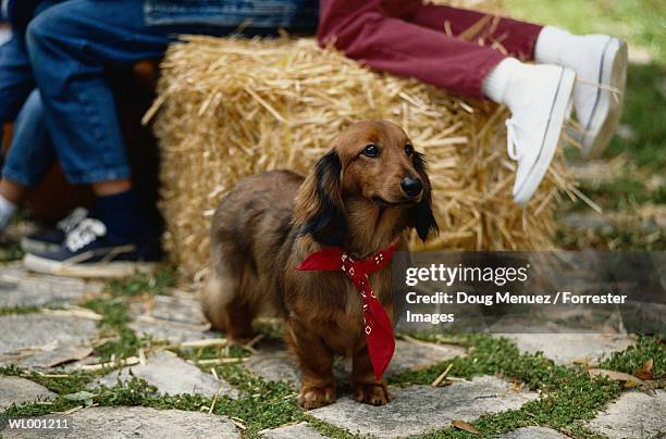 dog in bandanna - wonder moments songs in the key of life performance tour philadelphia pennsylvania stockfoto's en -beelden