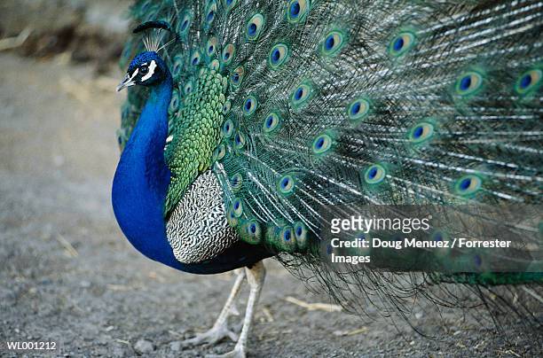 peacock - doug stock pictures, royalty-free photos & images