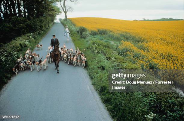 man with hunting dogs - doug stock pictures, royalty-free photos & images