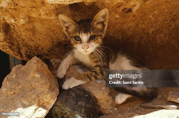 kitten with big ears - big ears stock pictures, royalty-free photos & images