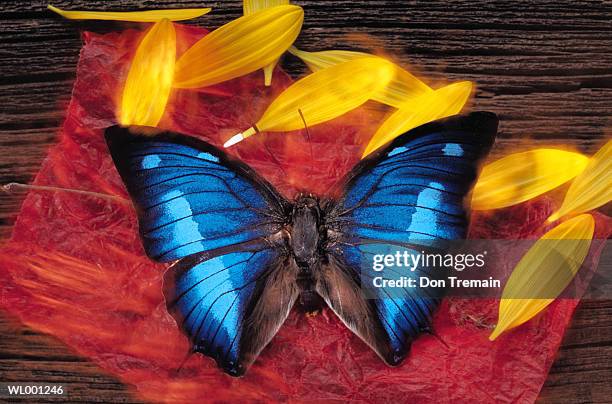 butterfly still life - wonder moments songs in the key of life performance tour philadelphia pennsylvania stockfoto's en -beelden