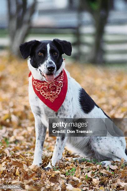 dog with bandanna - kristin kreuk or sierra mccormick or autumn wendel or brenda song or allison munn or emil stock pictures, royalty-free photos & images