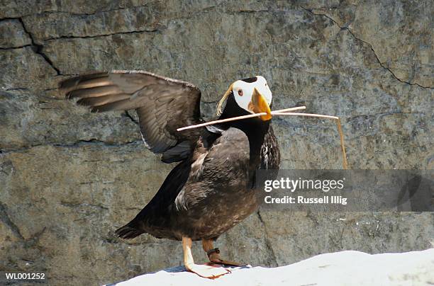 tufted puffin - tufted puffin stock pictures, royalty-free photos & images