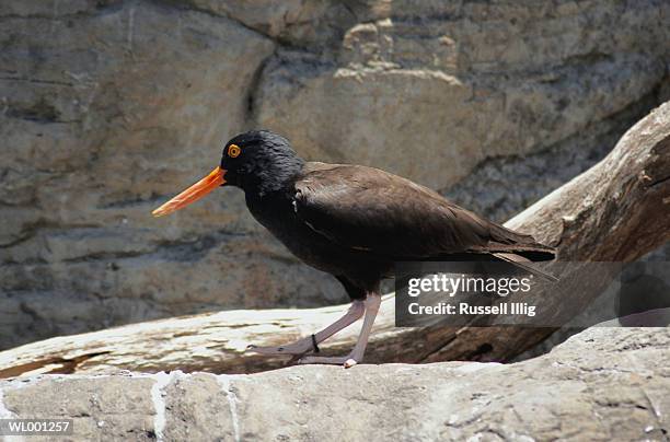 black oystercatcher - russell stock pictures, royalty-free photos & images