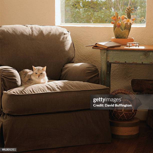 cat on the chair - american friends of magen david adom host third annual red star ball arrivals stockfoto's en -beelden