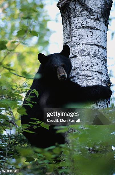 bear in a tree - don farrall stock pictures, royalty-free photos & images