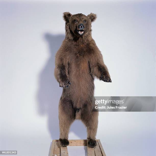 stuffed grizzly bear - hollister stock pictures, royalty-free photos & images