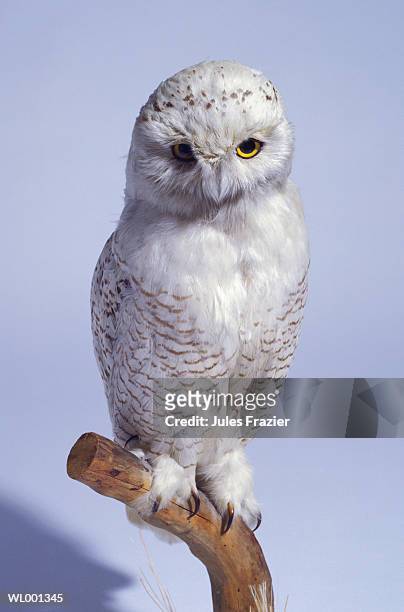 stuffed snowy owl - solidarity with charlottesville rallies are held across the country in wake of death after alt right rally last week stockfoto's en -beelden