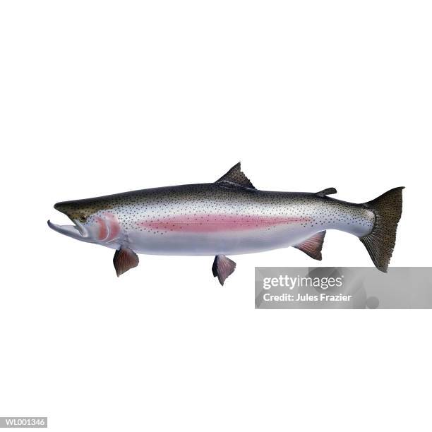 mounted rainbow trout - hollister stock pictures, royalty-free photos & images