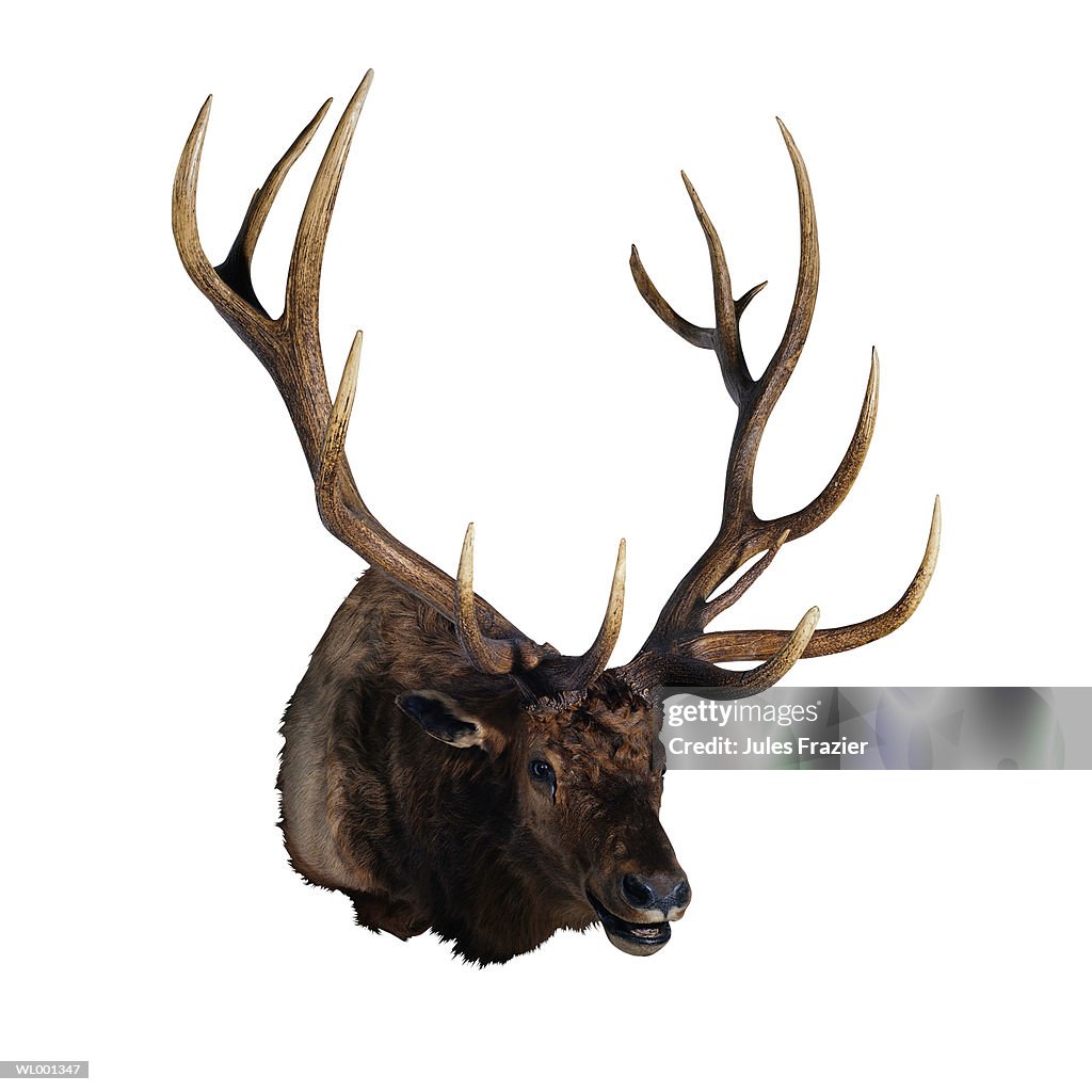 Buck Head